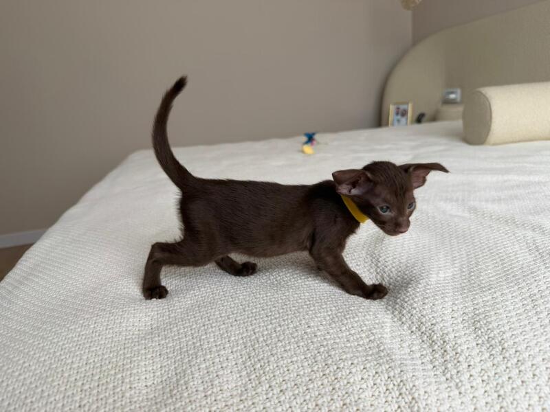 Adele Oriental Shorthair female chocolate - live animals