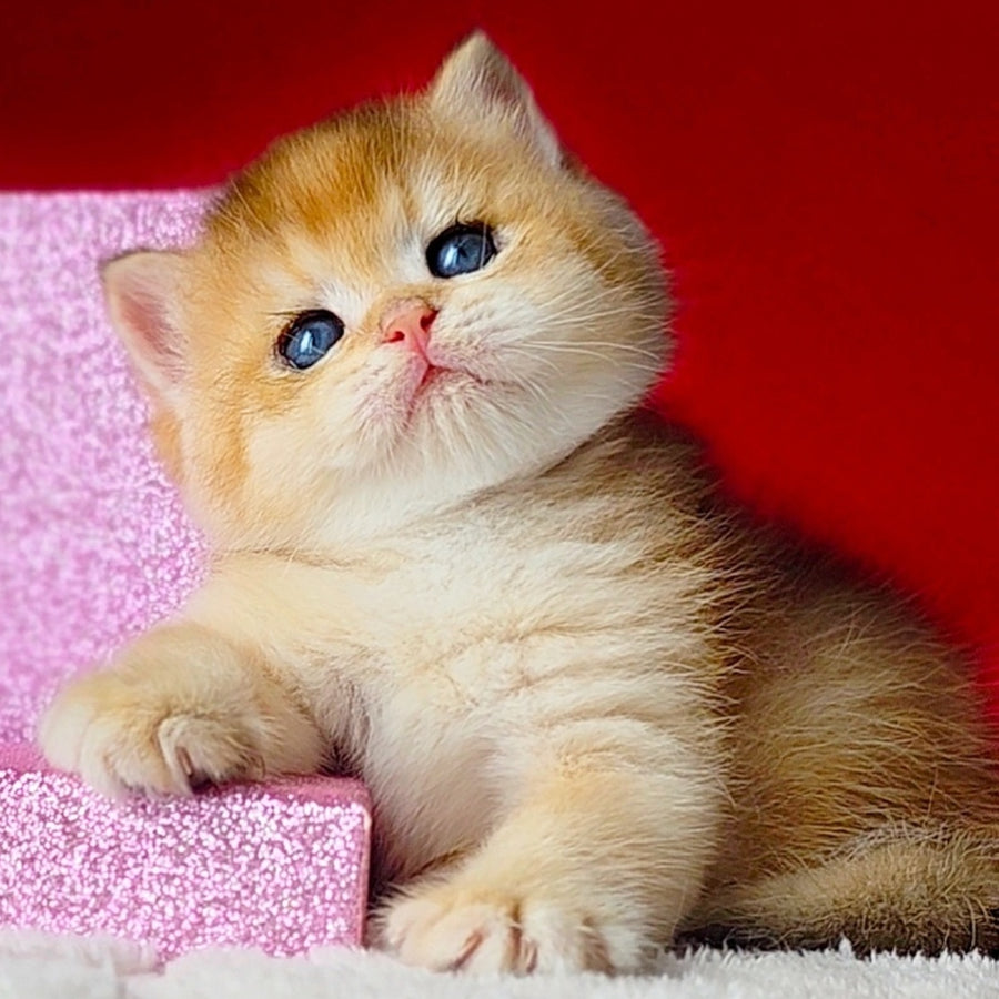 Simba British Shorthair male, black golden chinchilla
