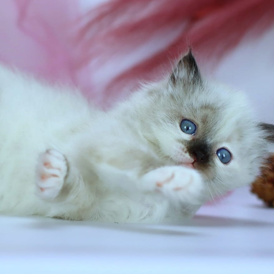 Ivori Siberian female, black tortie with white pointed