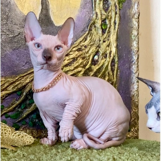 Sapphire Bambino male, black pointed