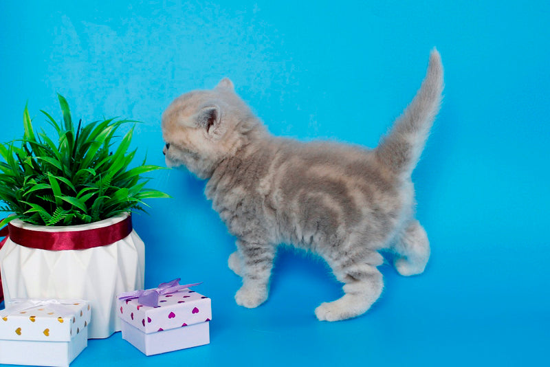 Sapfir British Shorthair male, lilac tabby