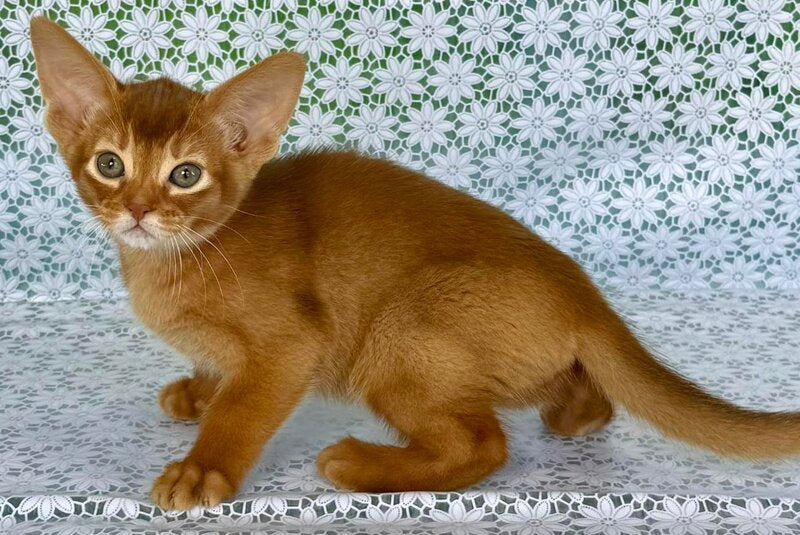 Electra Abyssinian female sorrel - live animals