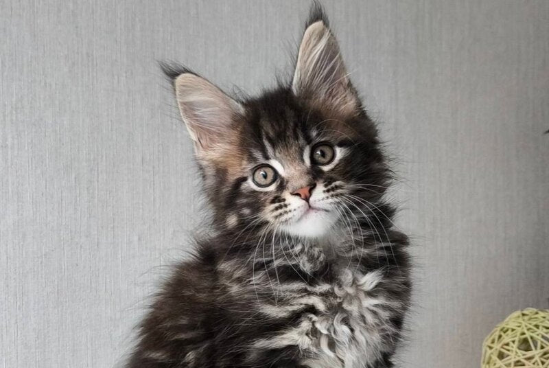 Hector Maine Coon male, black tabby