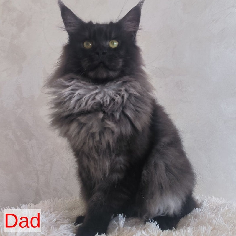 Xanti Maine Coon male, black silver