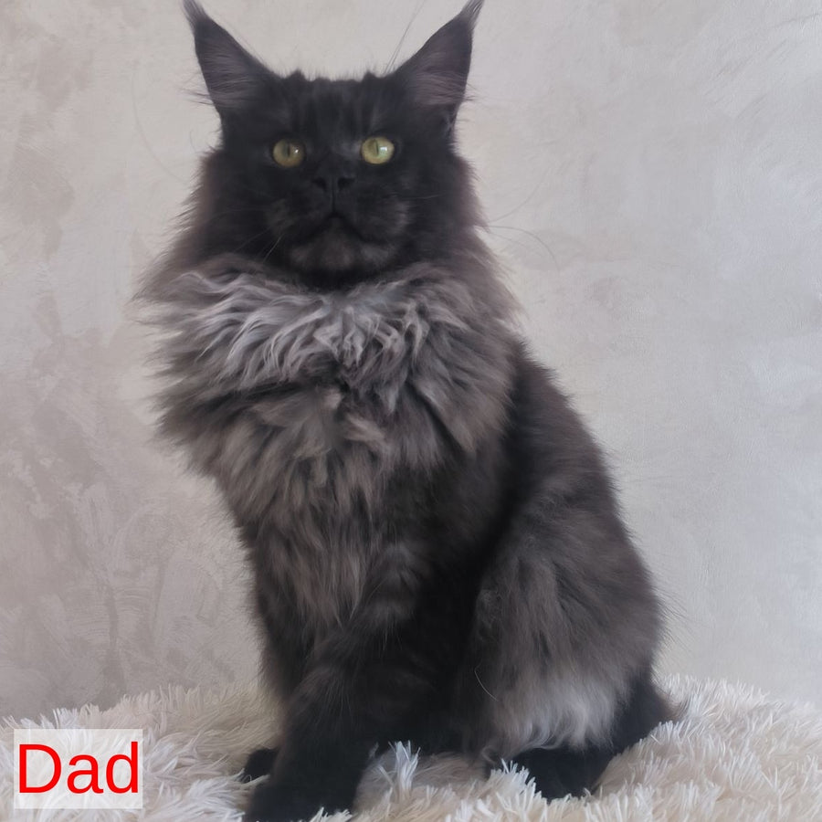 Xelius Maine Coon male, black silver