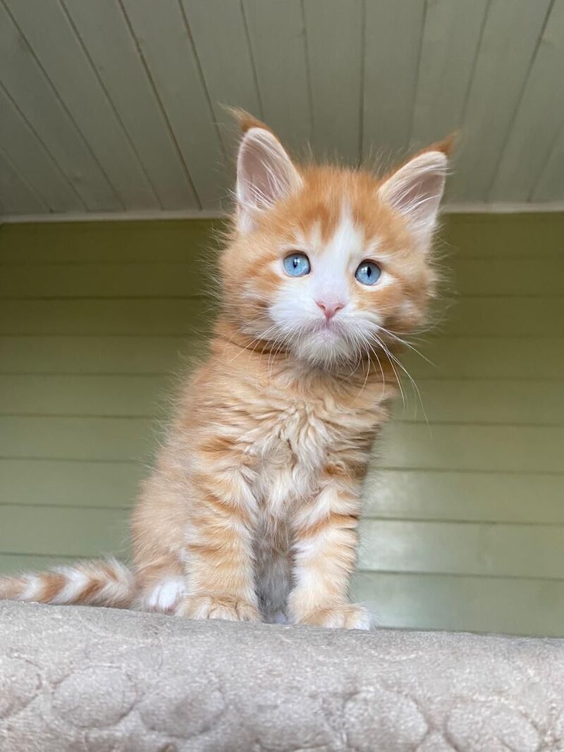 Tutti Frutti Maine Coon male red tabby with white - live animals