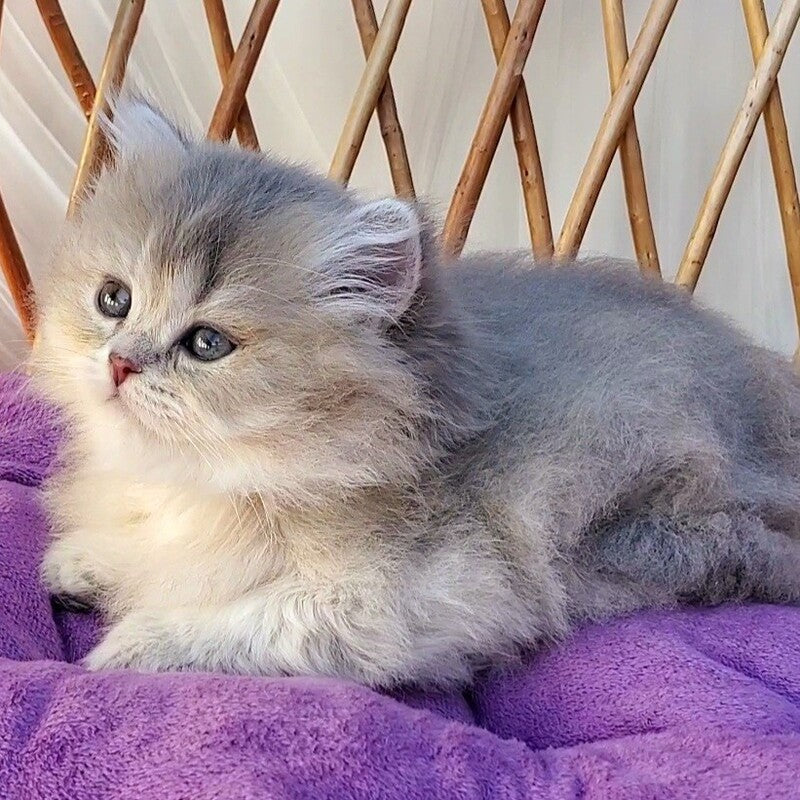 Zlata British Longhair female blue golden ticked tabby - live animals