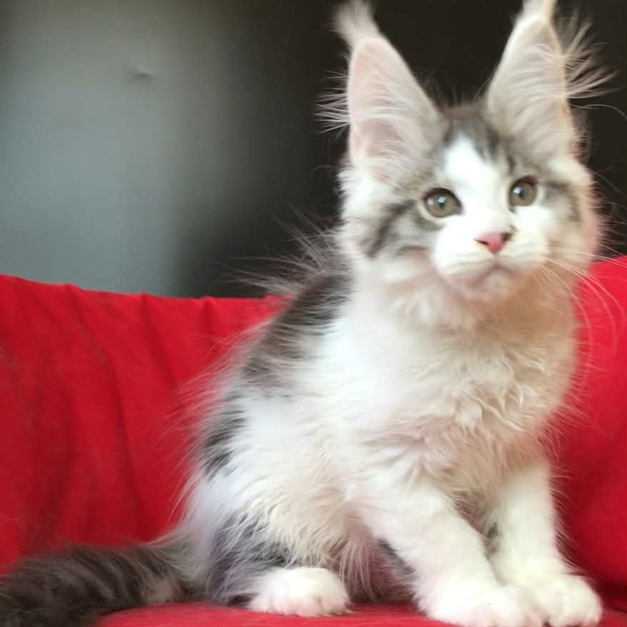 Graf Maine Coon male, black tabby bicolour