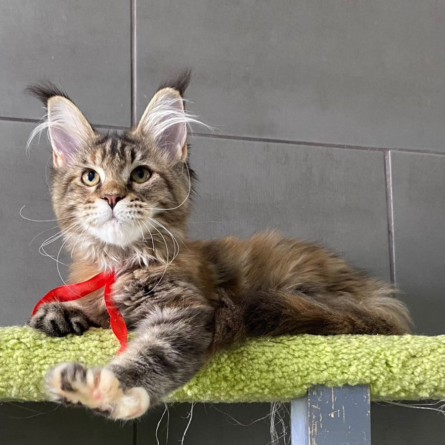 Six Maine Coon female, black tortie tabby