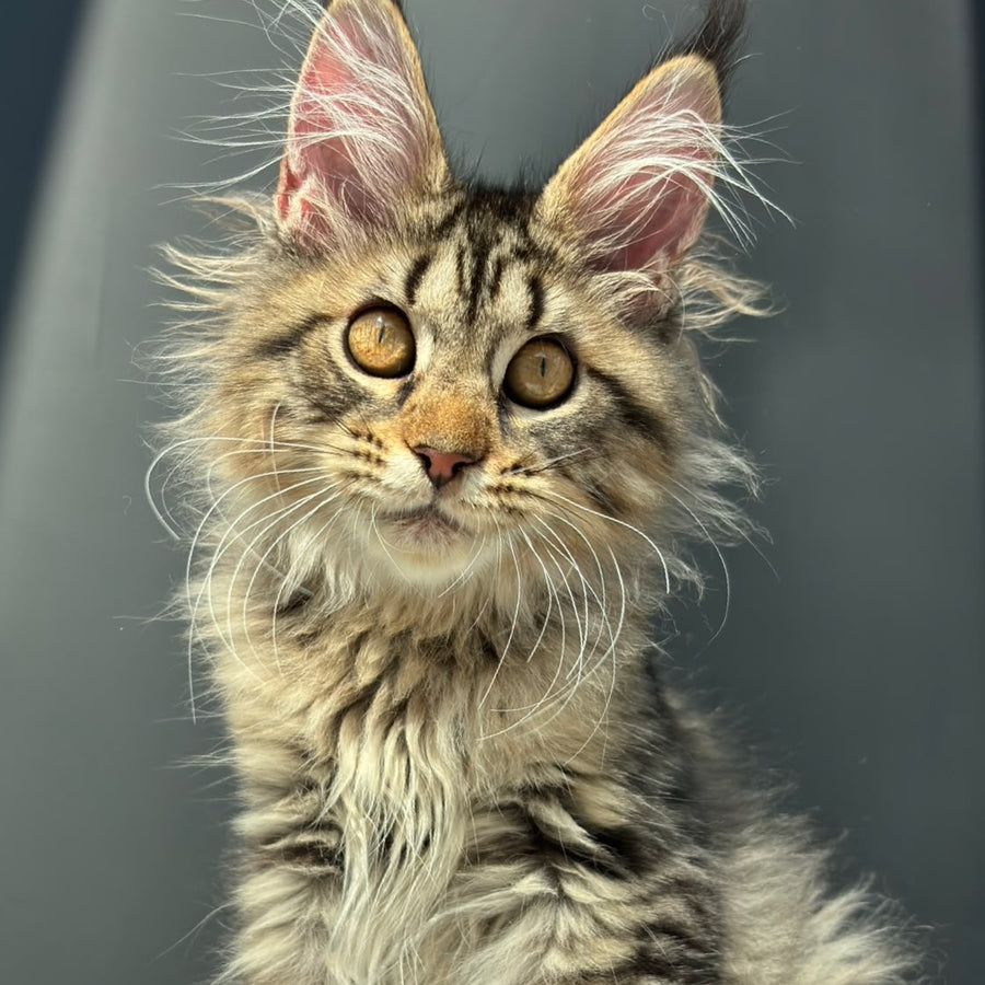 Amelia Maine Coon female, black spotted tabby