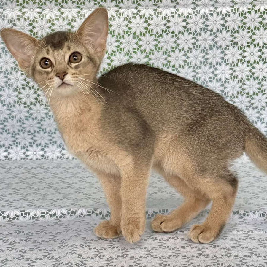 Fiesta Abyssinian female, blue
