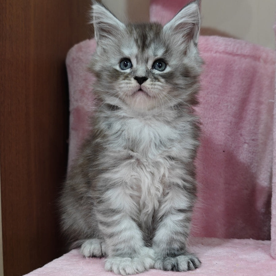 Brendan Maine Coon polydactyl 6x6x6x6 male, black silver spotted tabby