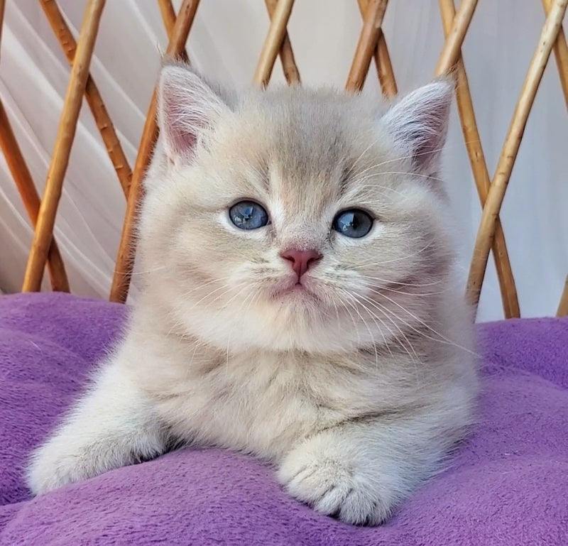 Woody British Shorthair male, lilac golden ticked tabby