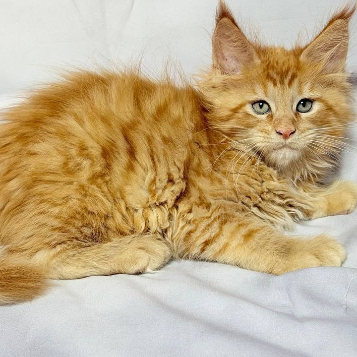 Maximilian Maine Coon male, red