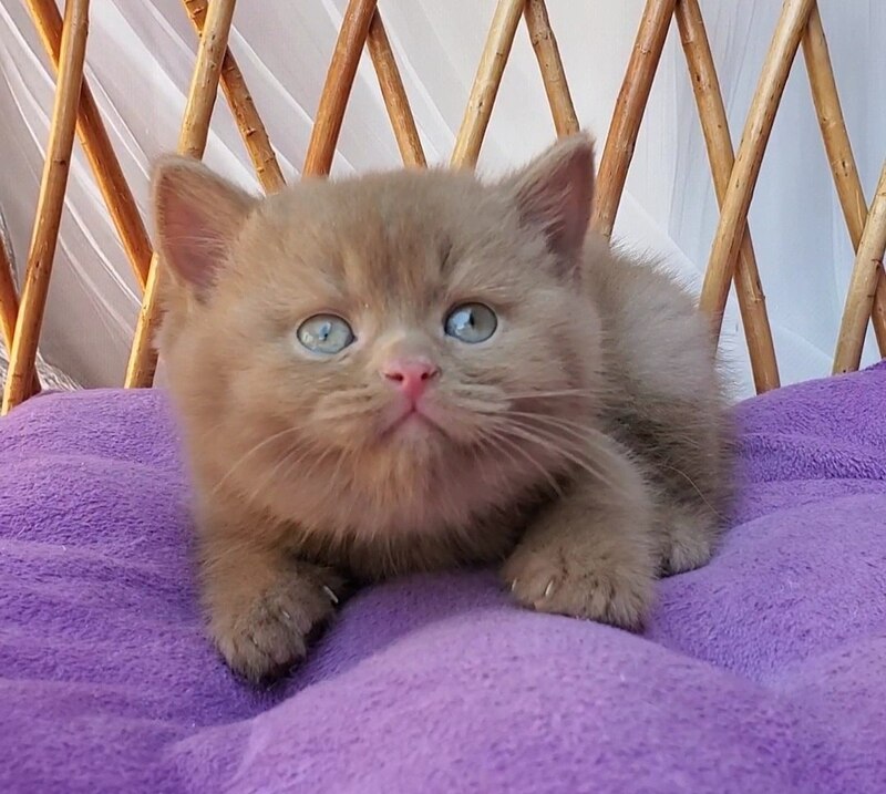 Yara British Shorthair female, cinnamon