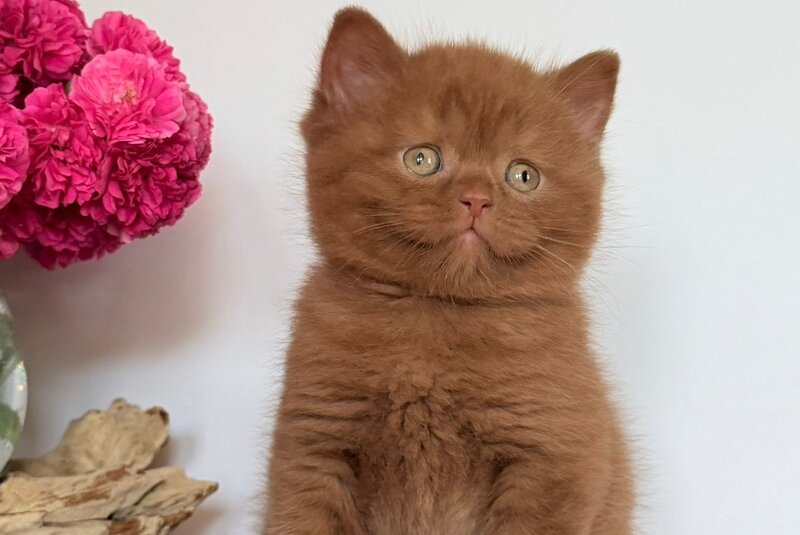 Finn British Shorthair male, cinnamon