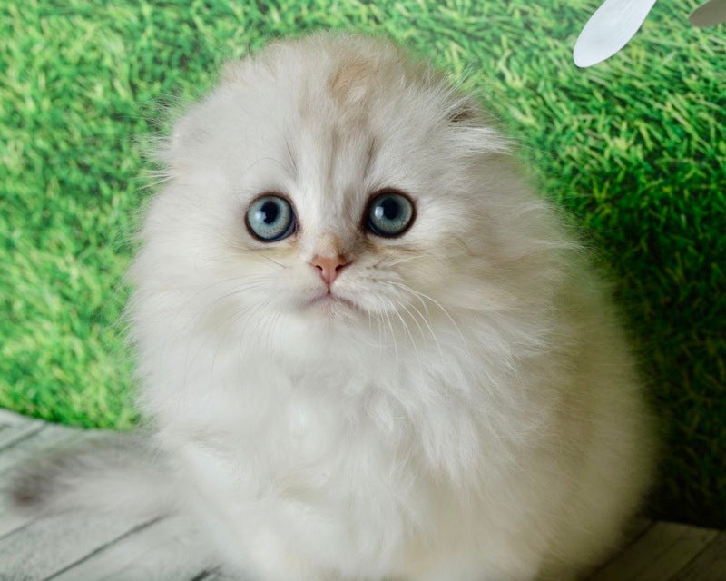 Ronnie Scottish Fold male black silver shaded - live animals