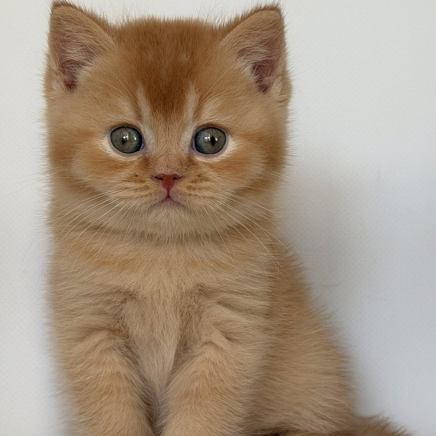 Gio British Shorthair male, red