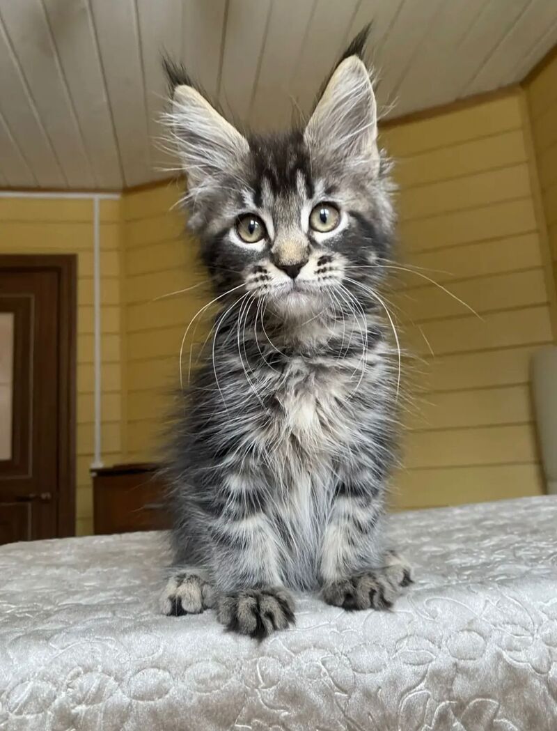 Infinity Maine Coon male black tabby - live animals