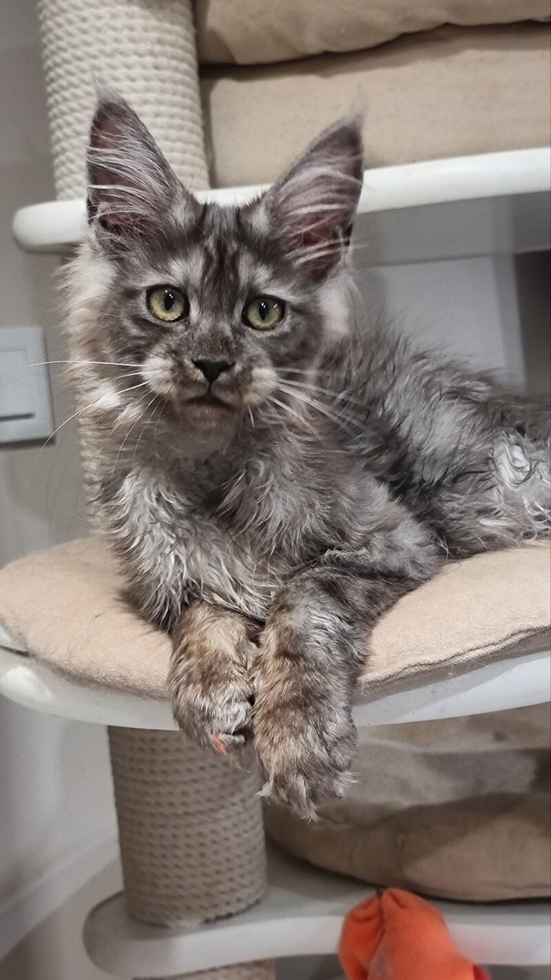 Cassia Maine Coon female black silver - live animals