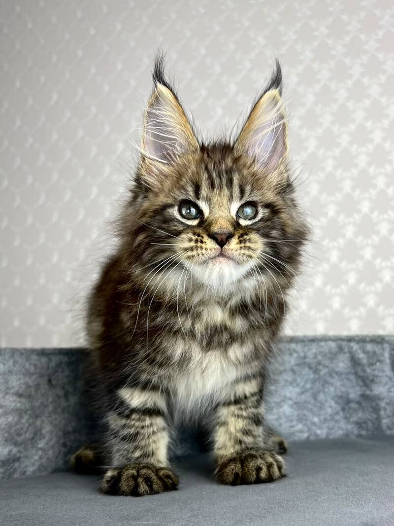 Pathos Maine Coon male, black tabby