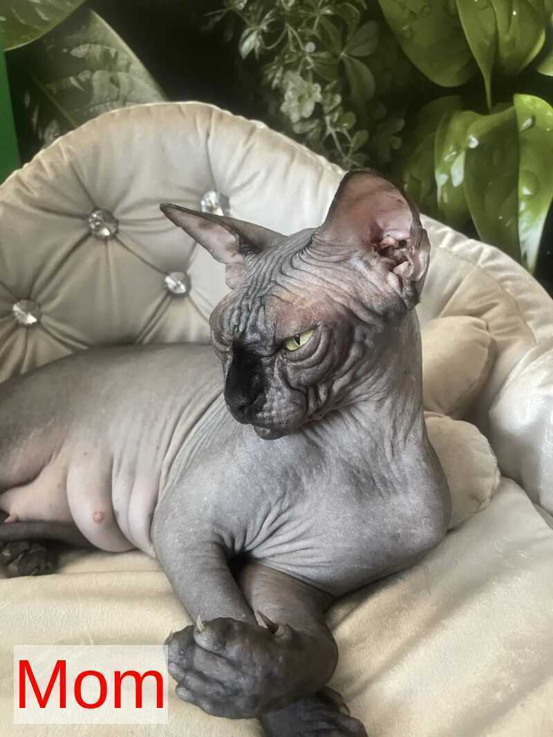 Aziza Canadian Sphynx female black - live animals