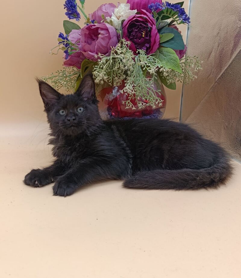 Iris Maine Coon female black silver - live animals