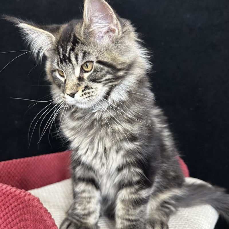 Casper Maine Coon male, black tabby