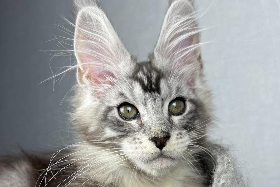 Lovejoy Maine Coon male black silver tabby with white live animals