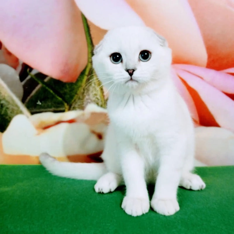 Princess Scottish Fold female, black silver shaded pointed