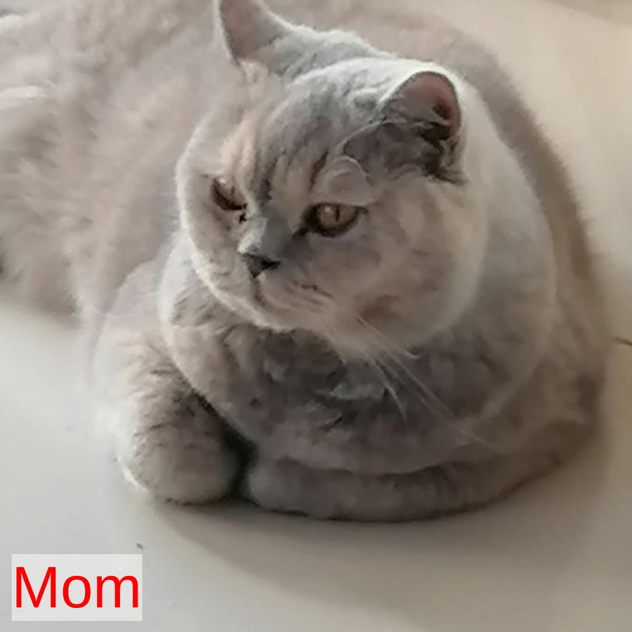 Laska British Shorthair female, lilac tortie