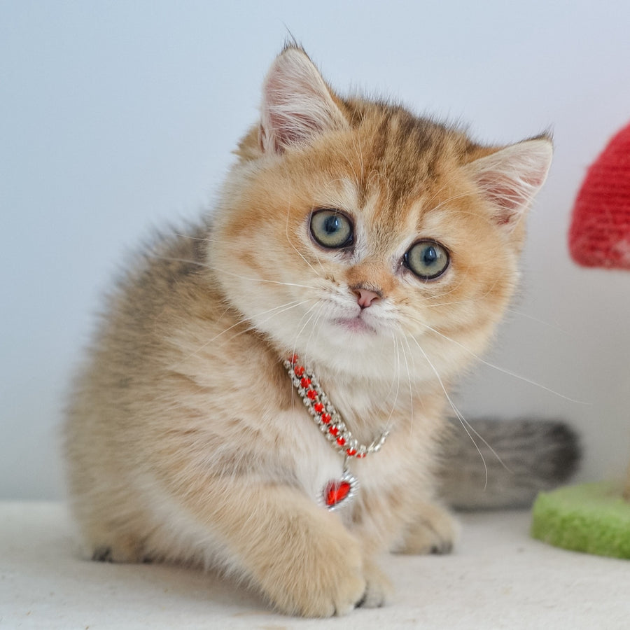 Grace Munchkin female, black golden ticked tabby