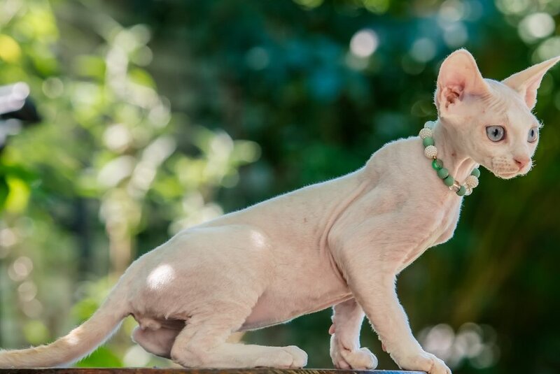 Ice Berry Devon Rex male red pointed - live animals