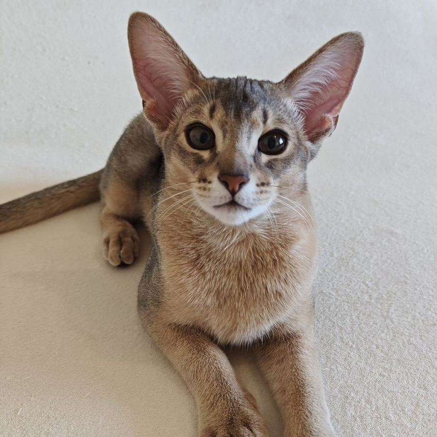 Kai Abyssinian male, blue