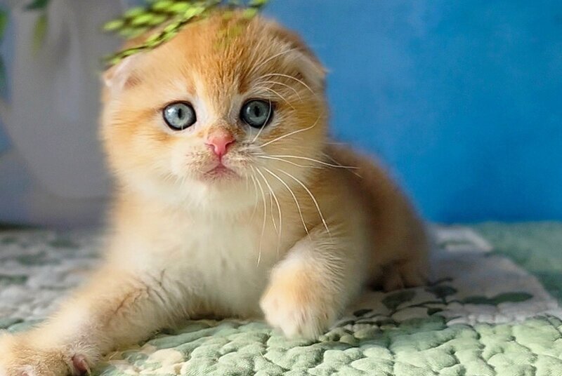 Felix Scottish Fold male, black golden chinchilla