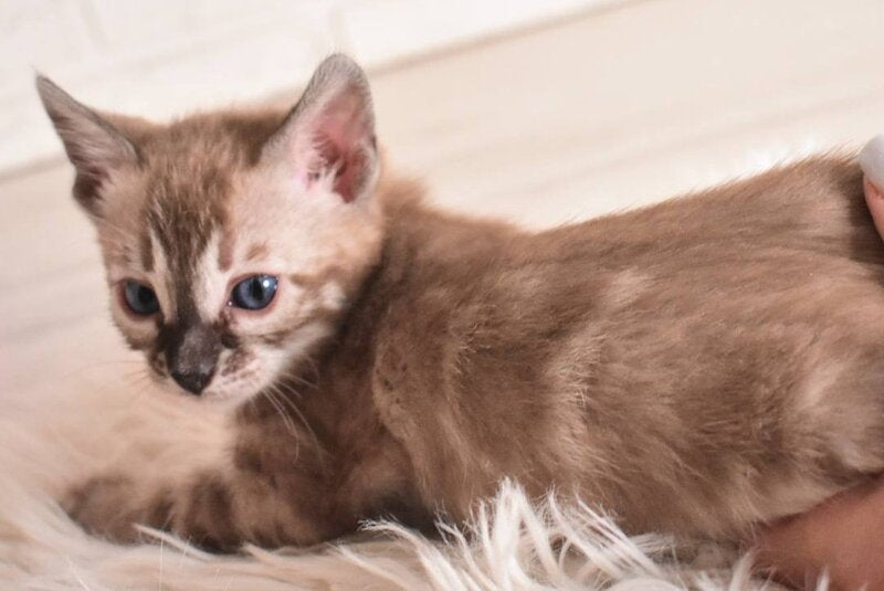 Chuma Bengal female snow mink charcoal - live animals