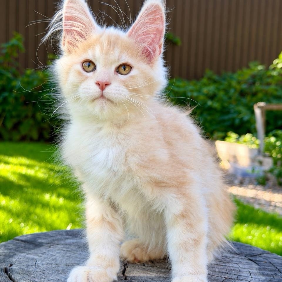 Nimfa Maine Coon female, red silver