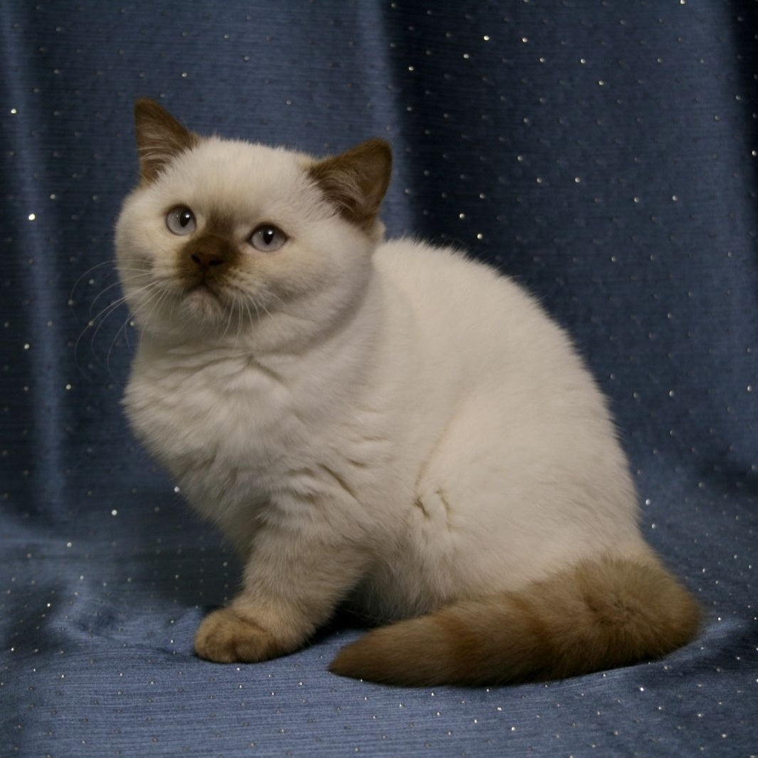 Myata British Shorthair female, cinnamon tortie pointed