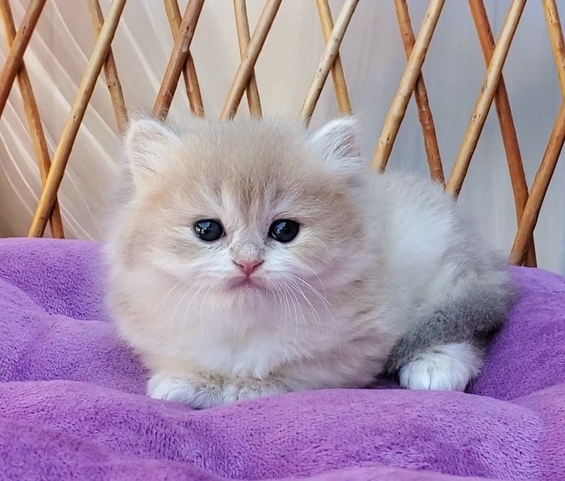Zara British Longhair female blue golden shaded - live animals