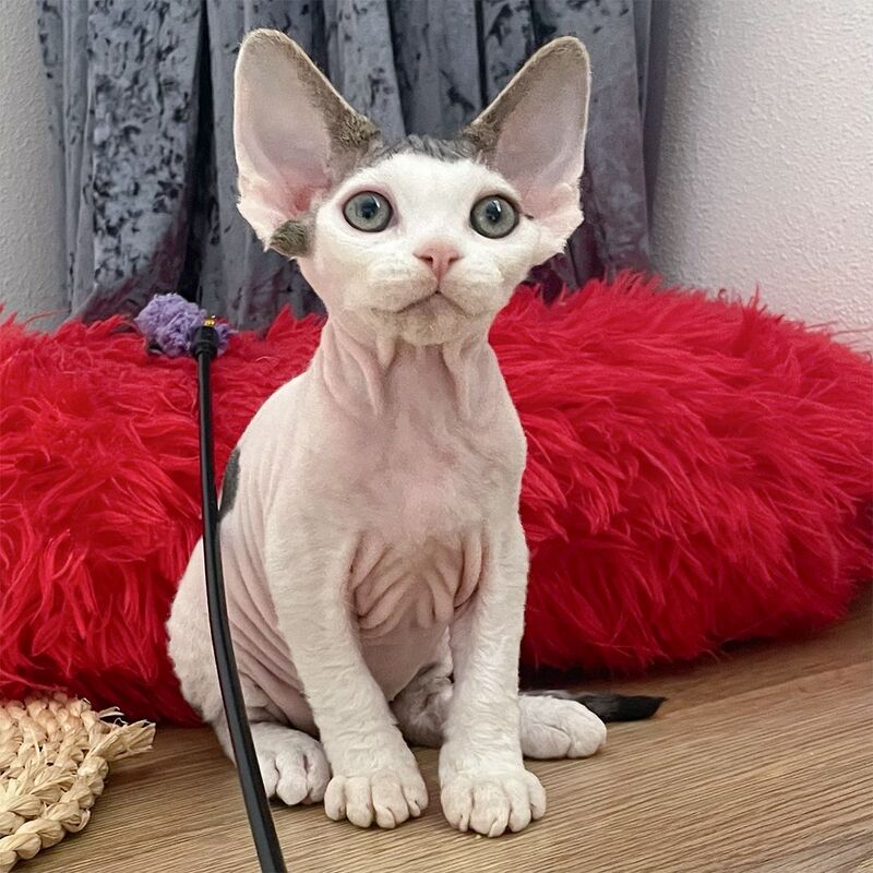 Iron Vale Devon Rex male black van spotted tabby - live animals