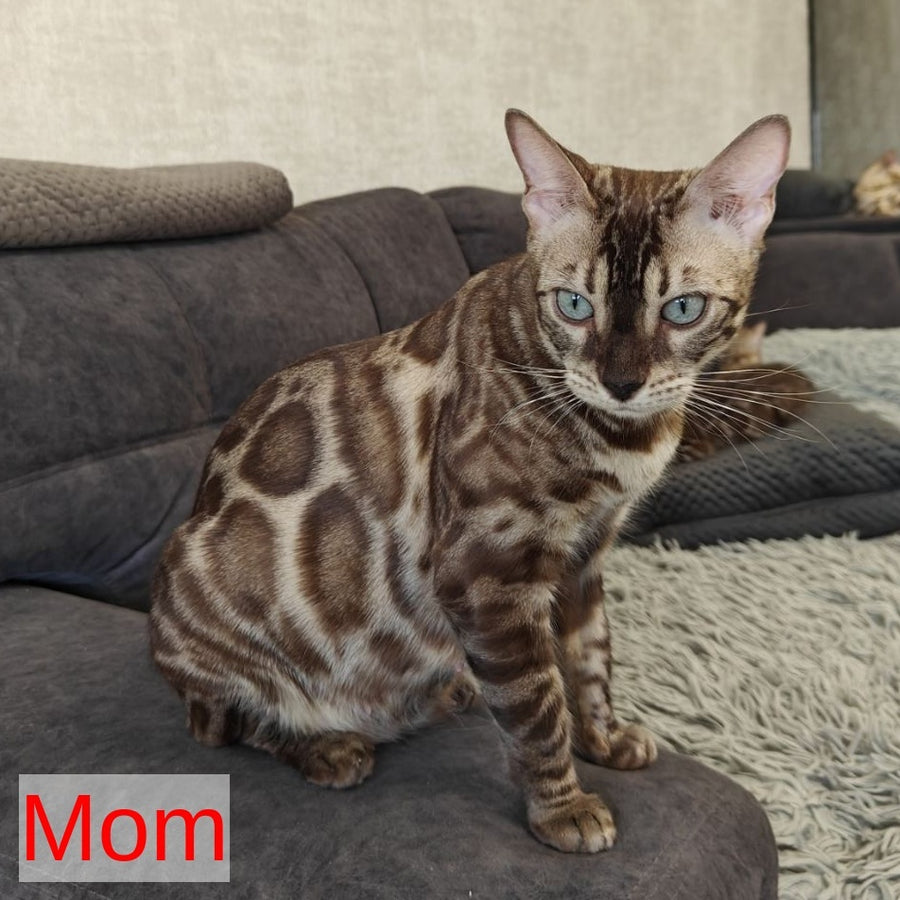 Iron Bengal male, black amber spotted tabby pointed