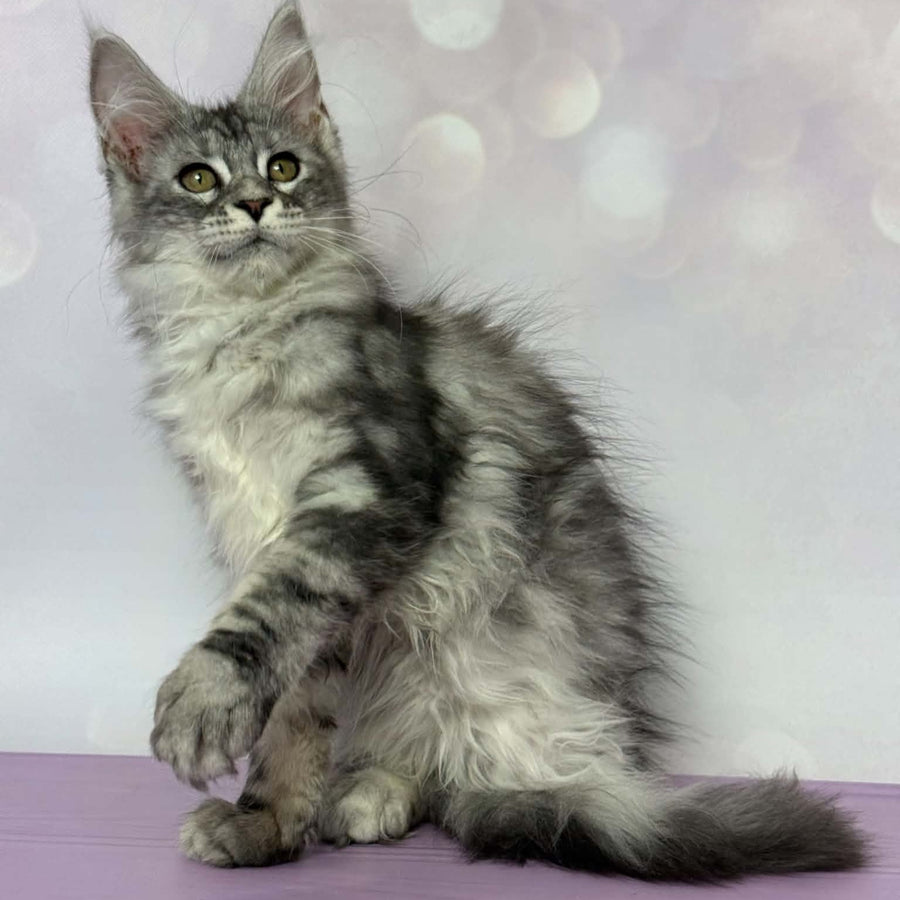 Clover Maine Coon female, black silver tabby