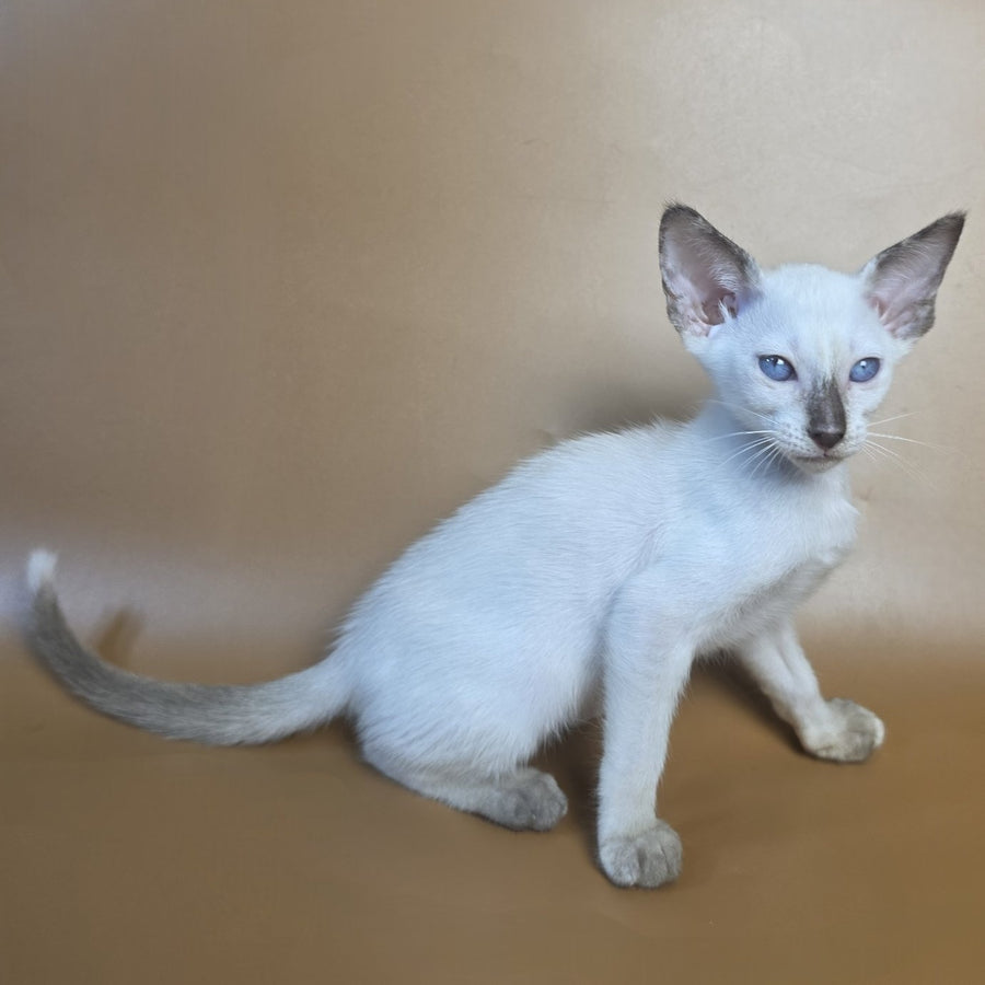 Eir Siamese female, black tortie
