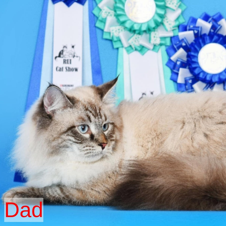 Benji Siberian male, black tabby pointed