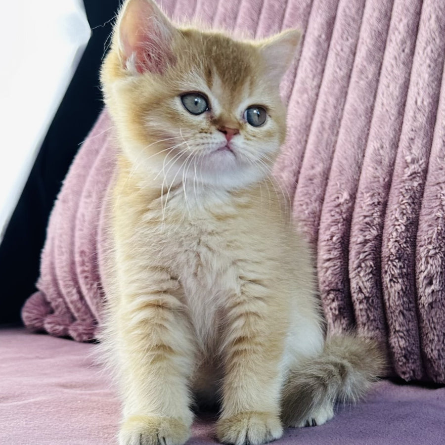 Golden Rose British Shorthair female, cinnamon golden shaded