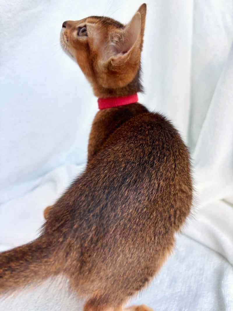 Sara Abyssinian female, ruddy