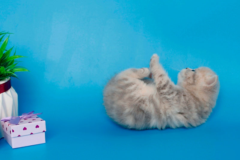 Sapfir British Shorthair male, lilac tabby