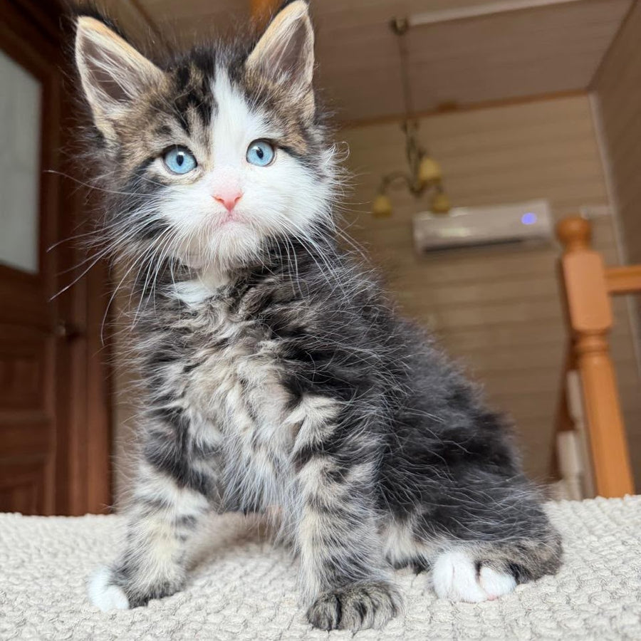 Charli Maine Coon male, black tabby with white