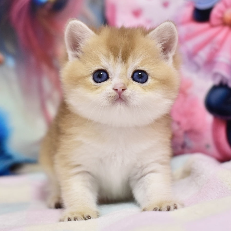 Eclair British Shorthair male, black golden shaded