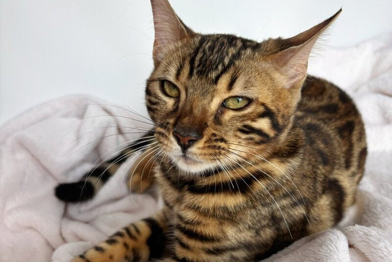 Lola Bengal female black spotted tabby - live animals